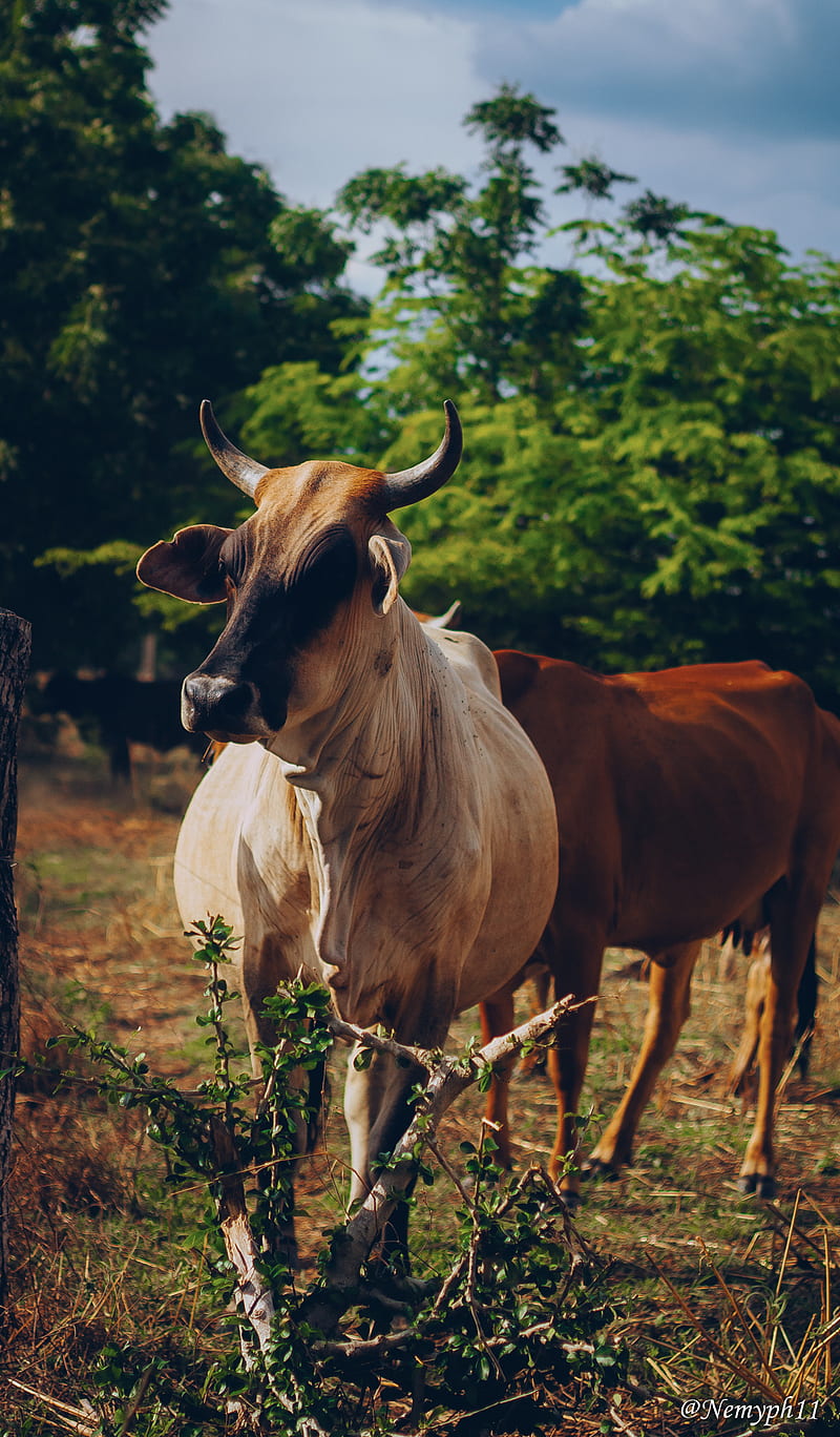 La vaca lola, finca, ganado, vacas, Fondo de pantalla de teléfono HD |  Peakpx