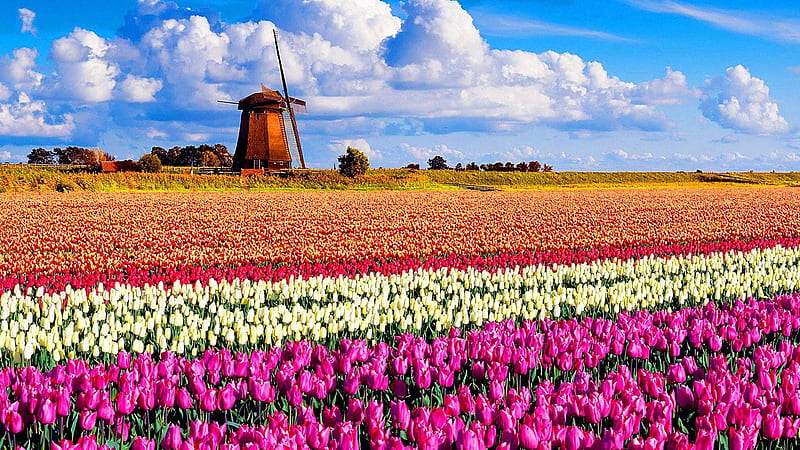 Windmill on Tulip Field (Keukenhof, Netherlands), windmill, tulips, clouds, Nature, field, HD wallpaper