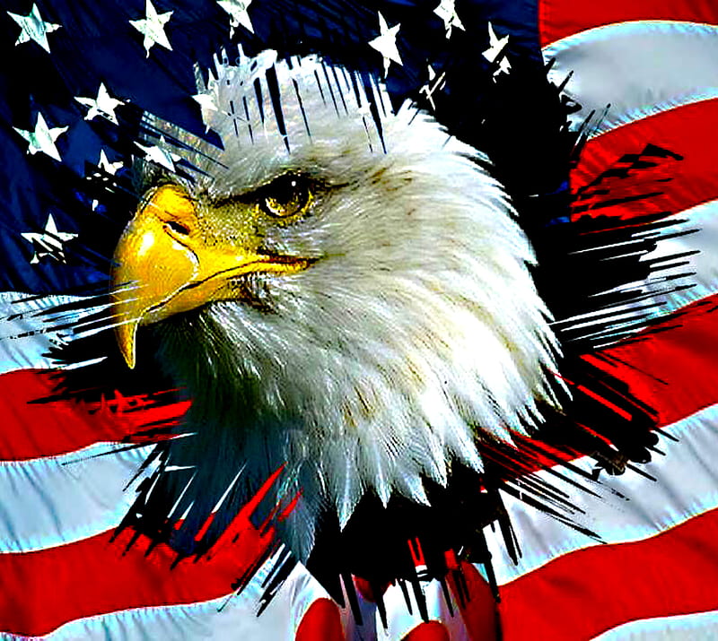 American Eagle, HD wallpaper