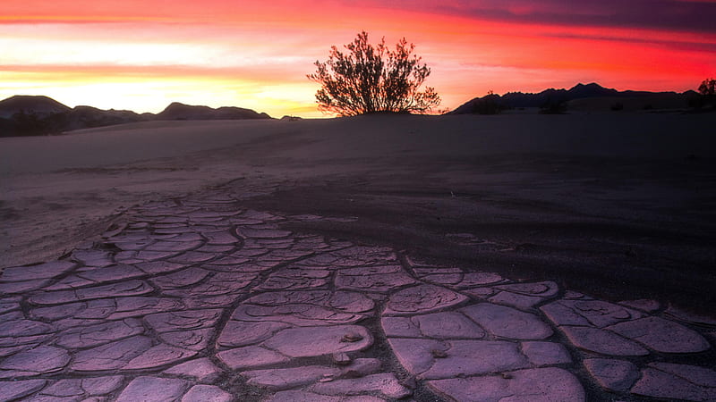 Death Valley Mud Crack Lone Tree , tree, nature, HD wallpaper