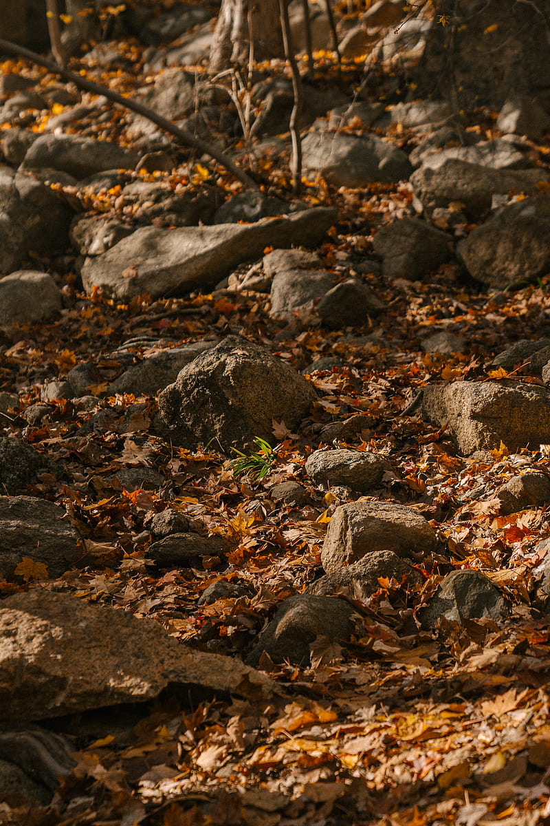 Rough stones on dry fallen leaves under sunlight in park during autumn season, HD phone wallpaper