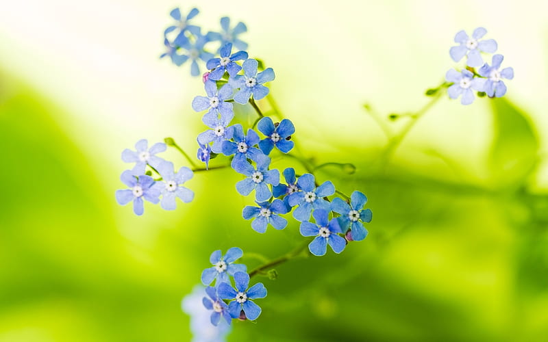 Flowers small stems greenery blurring-Flowers graphy, HD wallpaper
