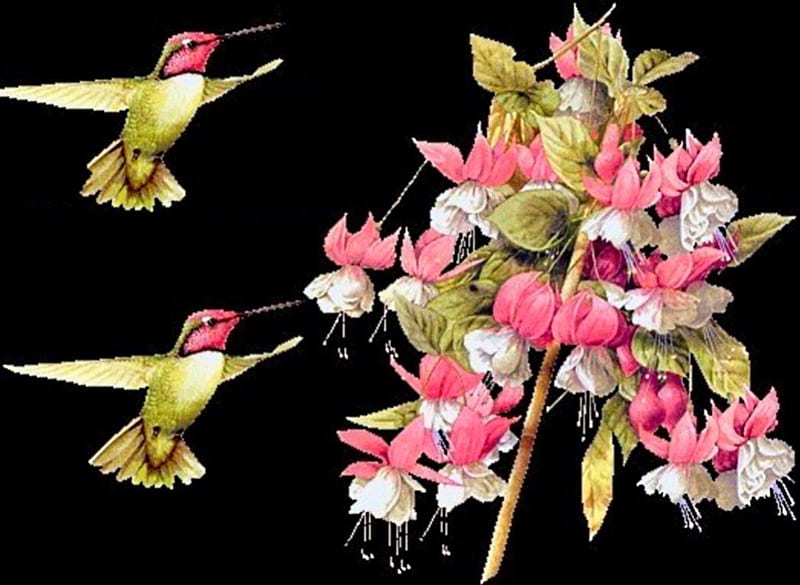 Bird Series for 2013 -Humming Birds and Fushia, birds, 2013, flowers, series, HD wallpaper
