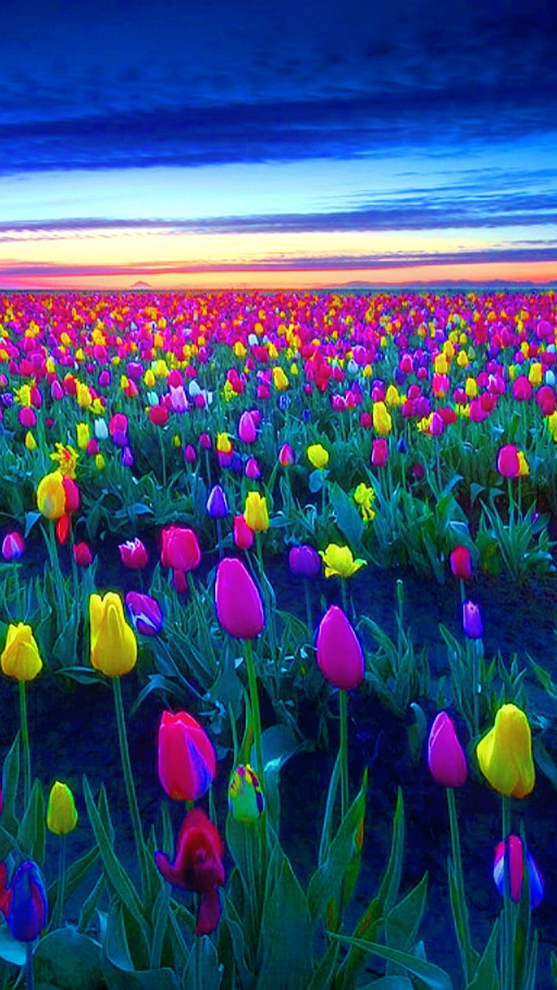 Tulip, field, sunset, tulips, HD phone wallpaper