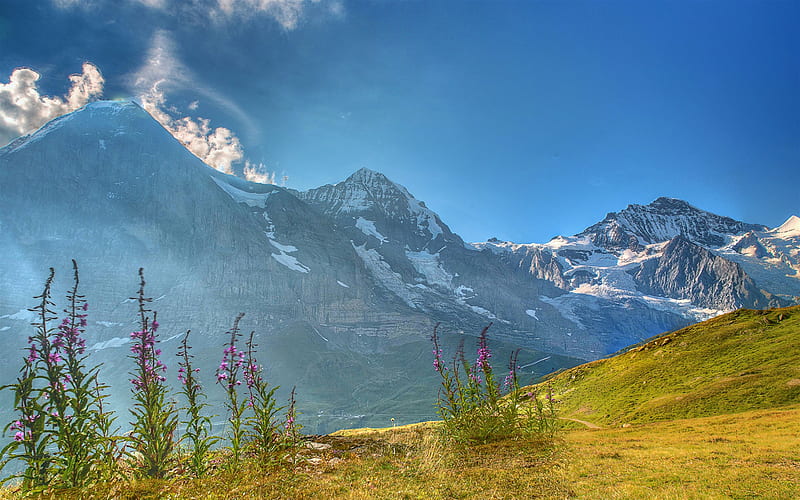 Berneroberland, mountain valley, Alps, mountain landscape, flowers, Switzerland, HD wallpaper