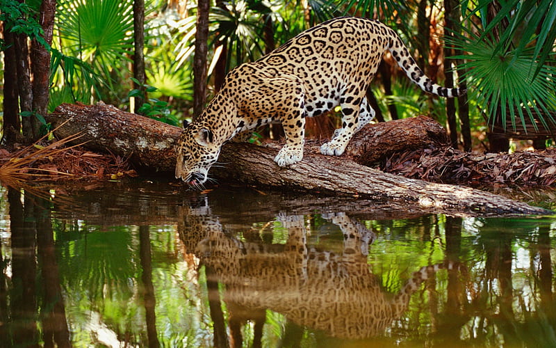 Thirsty Jaguar-Animal selected, HD wallpaper