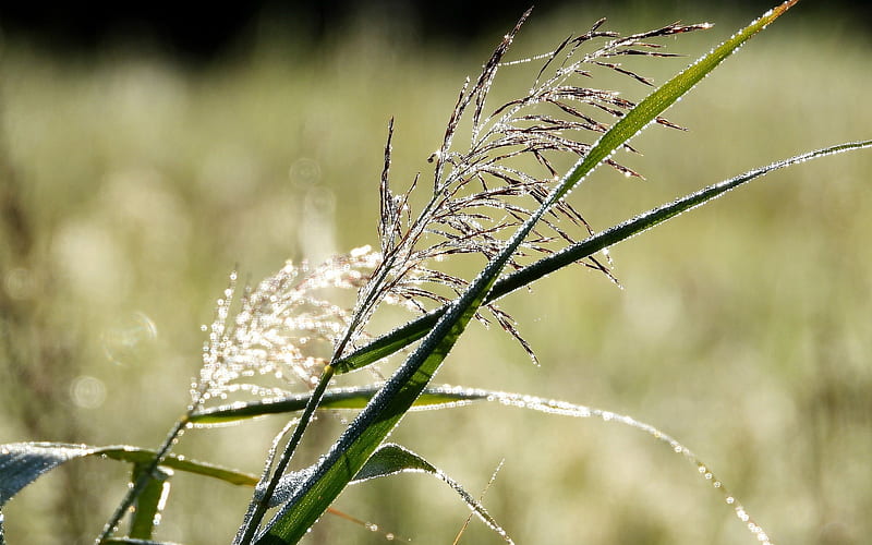 Bent-grass in Dew, Latvia, dew, drops, bent-grass, HD wallpaper