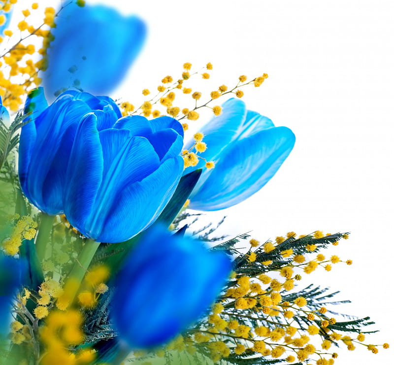 Spring Flowers, flowers, spring, tulips, mimosa, blue, HD wallpaper