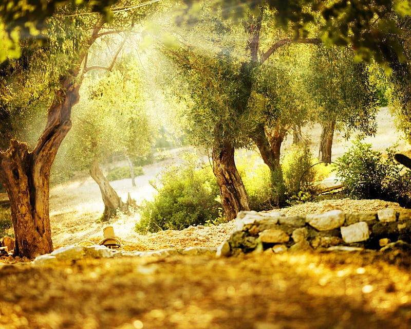 the rays of summer, summer, nature, orchard, olive tree, HD wallpaper