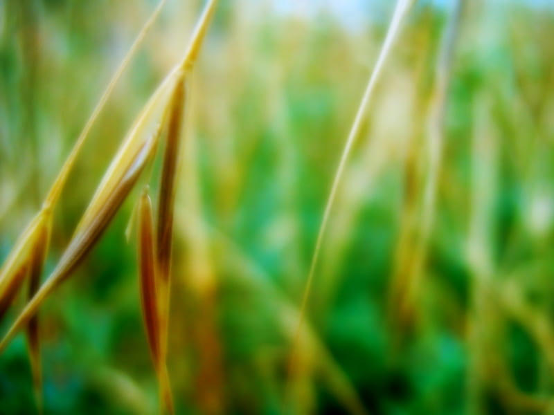 Grass, micro, nature, bonito, vista, HD wallpaper