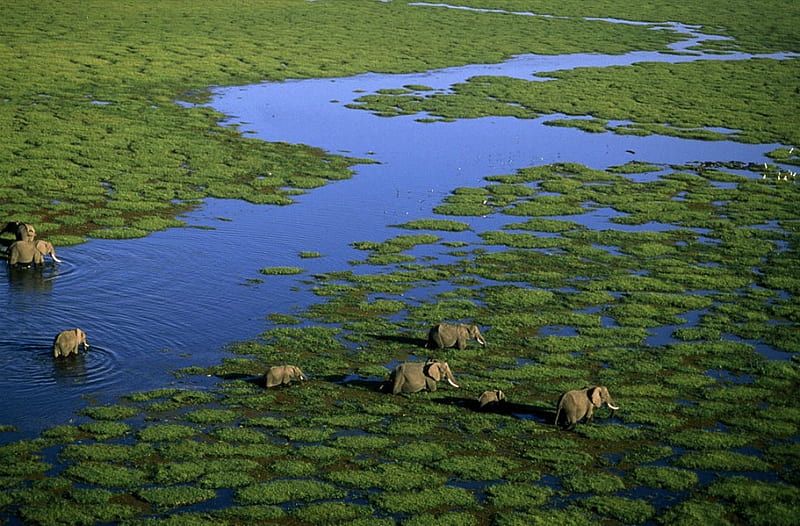 Elephants in Kenya, kenya, water, aerial, africa, HD wallpaper