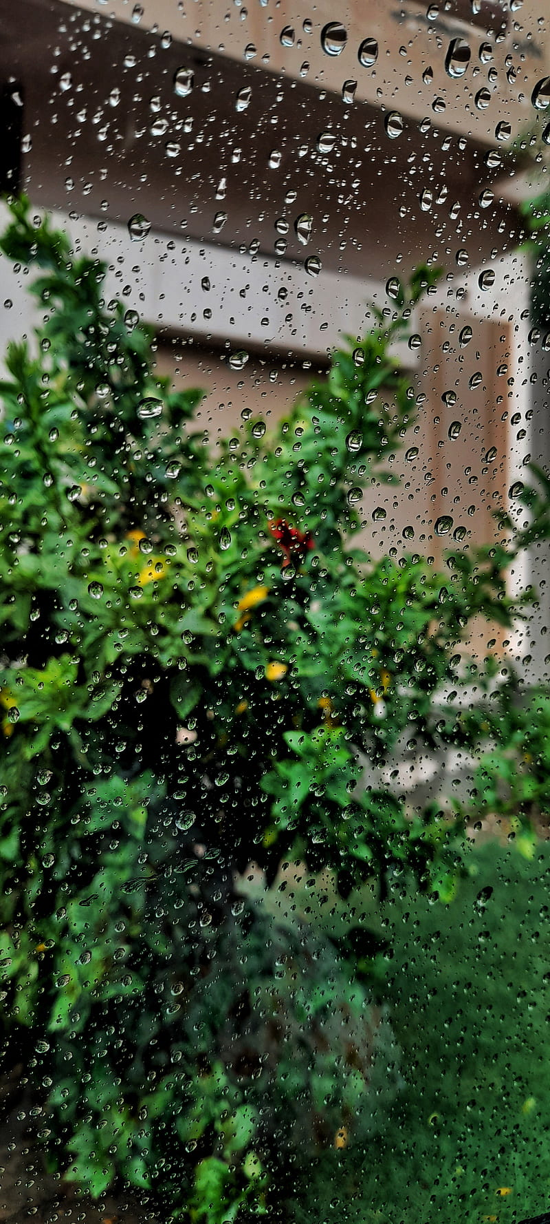 Rain Drops, glass, green, lawn, nature, plants, rain, rainfall, water drops, HD phone wallpaper