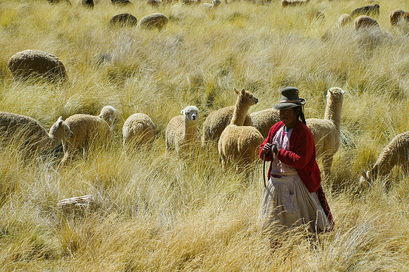 Peruvian Woman and Lamas, peruvian, lamas, high grass, woman, hat, HD wallpaper