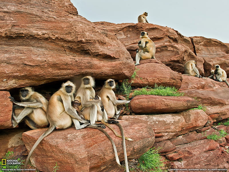 Babysitting Langurs India-National Geographic magazine, HD wallpaper