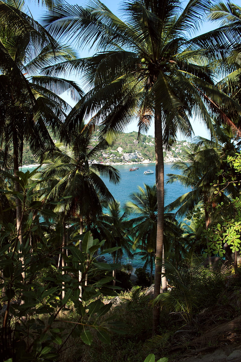 palm, sea, boat, vacation, HD phone wallpaper