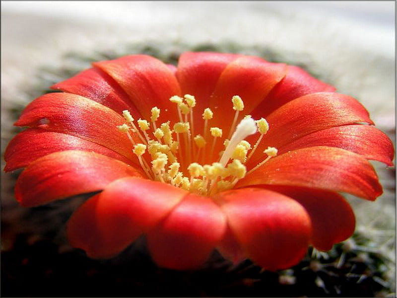 cactus, flower, beauty, red, bloom, HD wallpaper