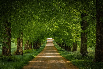 Forest path, green, forest, tree, path, nature, park, alley, HD wallpaper |  Peakpx