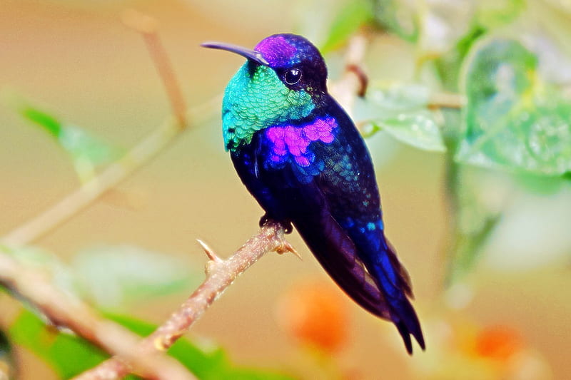 Premium Photo  Colorful hummingbird flying closeup