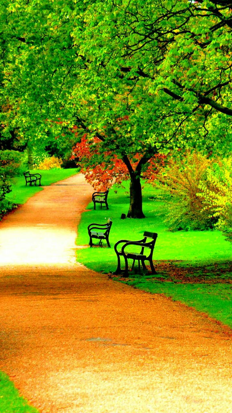 Save tree, central, fall, garden, landscape, natural, park, rain, romantic,  sunrise, HD phone wallpaper | Peakpx