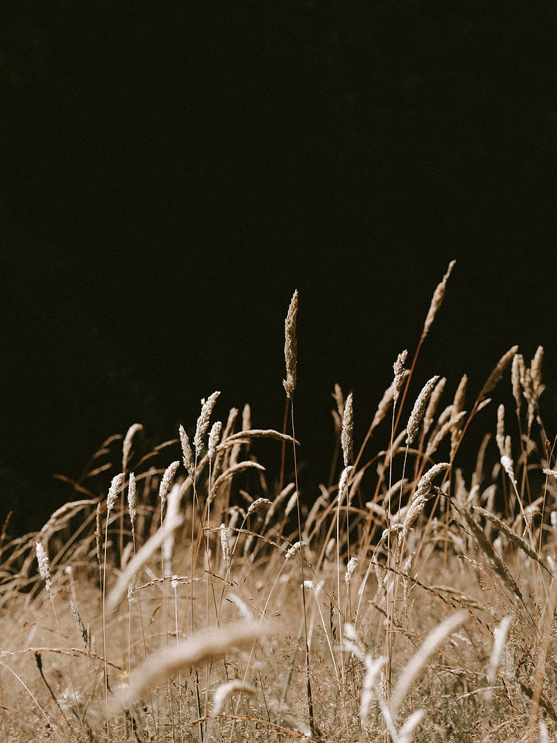 grass, spikelets, dry, plants, HD phone wallpaper