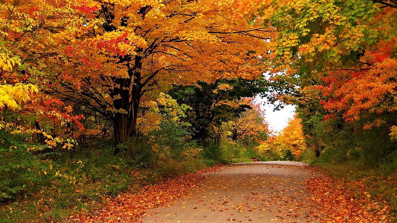 Autumn Road, tree, Autumn, Nature, Road, HD wallpaper | Peakpx