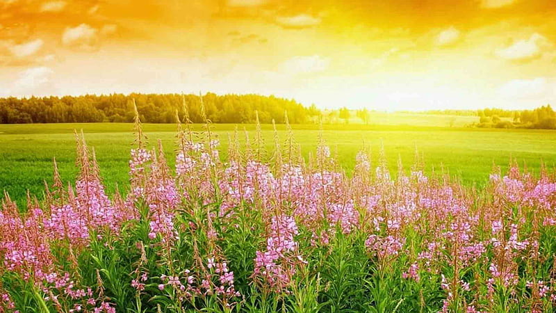 Plants With Flowers Grass Field During Sunset With Landscape View Of Trees Beautiful, HD wallpaper