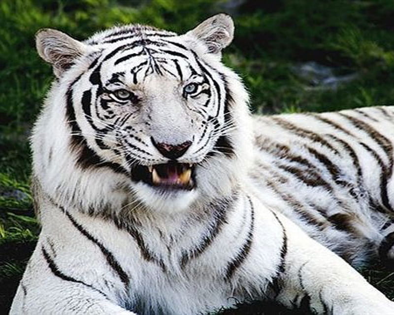 White tiger, animals, big cats, white tigers, HD wallpaper | Peakpx