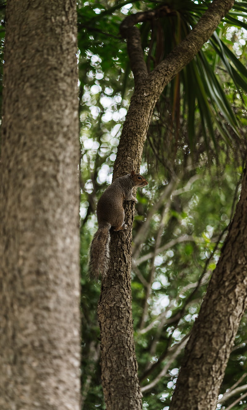 flying squirrel, squirrel, tree, HD phone wallpaper