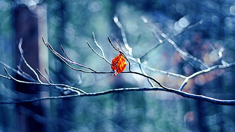 Hanging in There, fall, autumn, bokeh, Firefox Persona theme, blue, winter, weather, leaf, HD wallpaper
