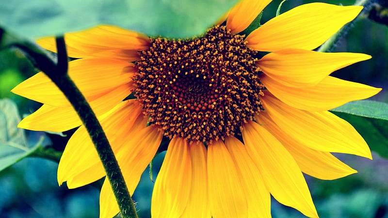 Girasol, macro, flores, amarillo, naturaleza, girasol de montaña, Fondo de  pantalla HD | Peakpx