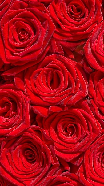 Red roses, flowers, red roses, HD phone wallpaper