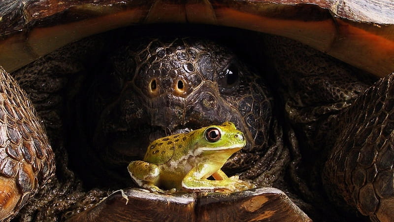 Big turtle and little frog, Chelonii, Frog, Amphibian, Turtle, HD wallpaper