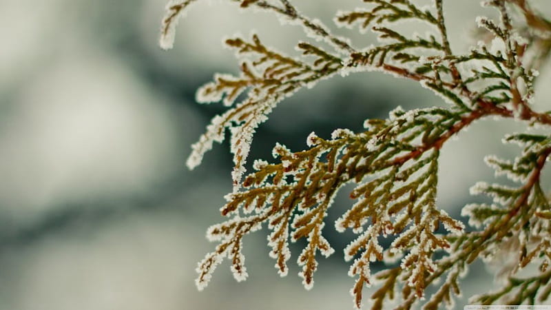 Cypress branch, frosted abstract, branch, winter, leaf, frosty, tree, leaves, graphy, cypress macro, nature, frozen, frost, HD wallpaper
