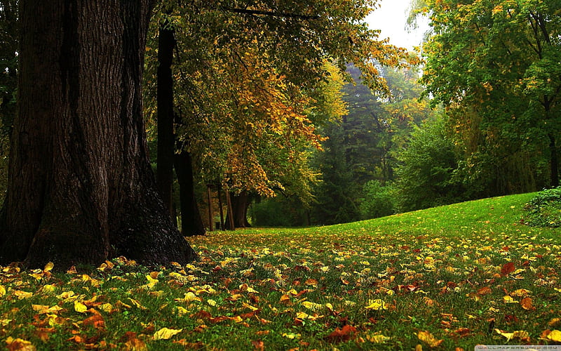 forest in autumn-Autumn Landscape, HD wallpaper