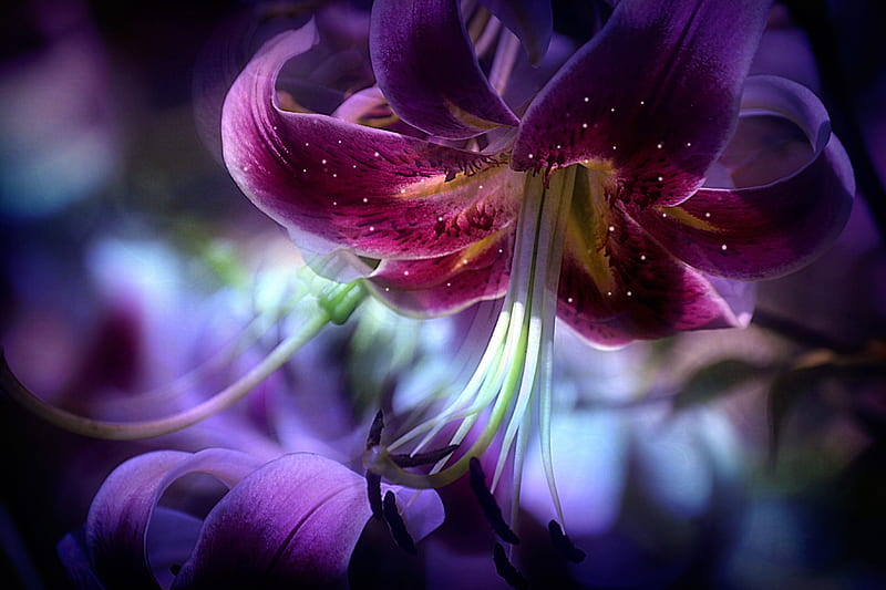 Lily Purple Petals Flower Hd Wallpaper Peakpx