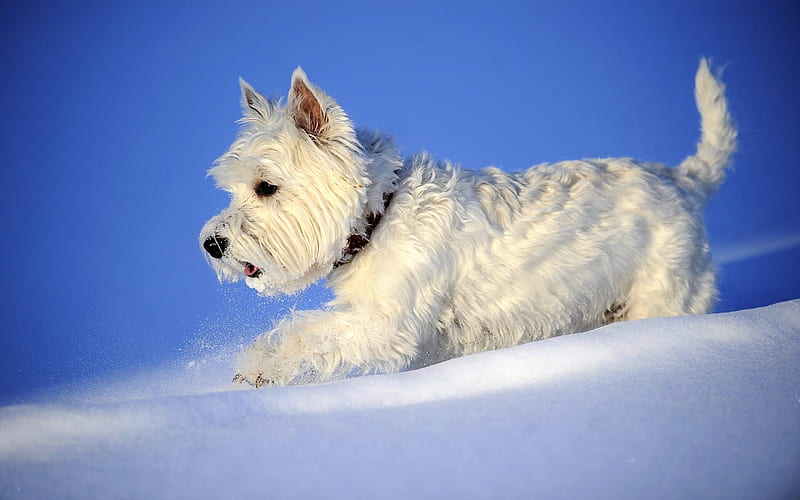 Westie, winter, West Highland White Terrier Dog, snowdrifts, white Westie, cute animals, pets, Westy Dog, dogs, West Highland White Terrier, HD wallpaper