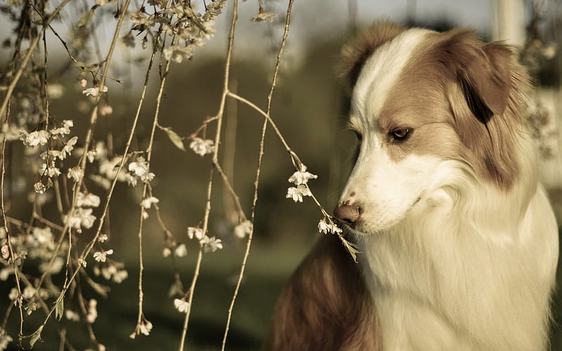 *** I smell spring ... ***, spring, animals, dogs, dog, animal, HD wallpaper