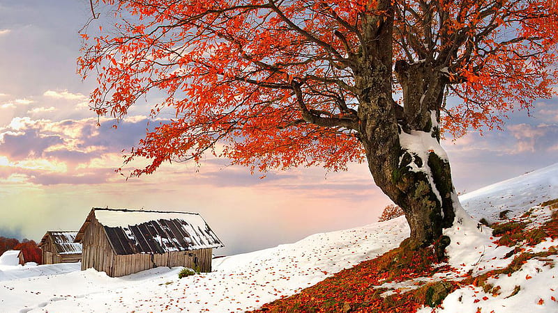 Red Leaves Tree Branches Snow Covered Hut Snow Field Under Black Clouds White Sky Fall, HD wallpaper