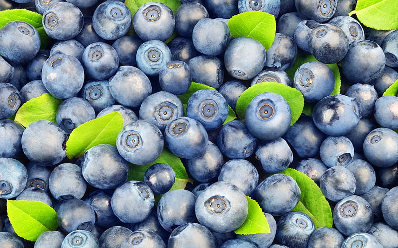 berries, purple berries, blueberries, agodi, HD wallpaper