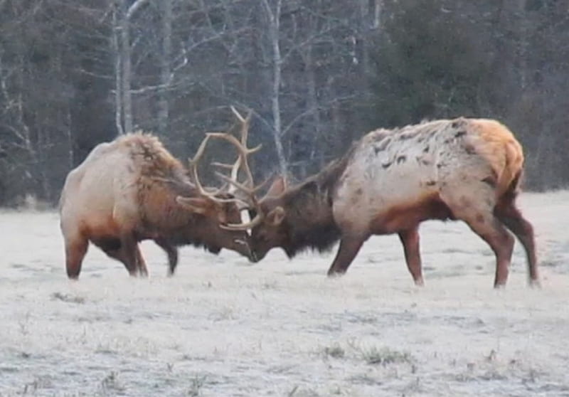 Sparring elk, ponca, buffalo river, sparring, elk, HD wallpaper