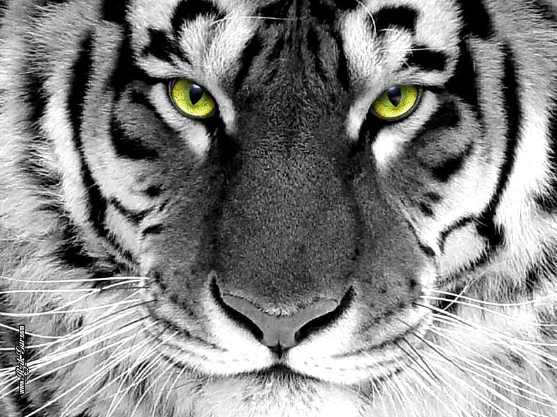 Captivating Eyes, tigers, cats, big cats, animals, HD wallpaper