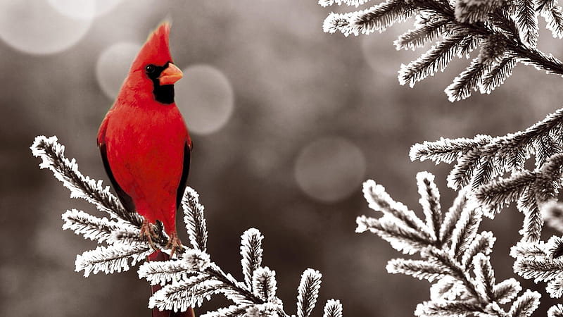 Cardinal in snow, Red, Bird, Passerine bird, Cardinal, HD wallpaper
