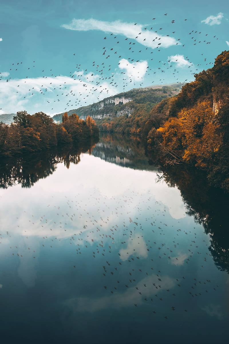 lake, birds, trees, flight, reflection, autumn, HD phone wallpaper