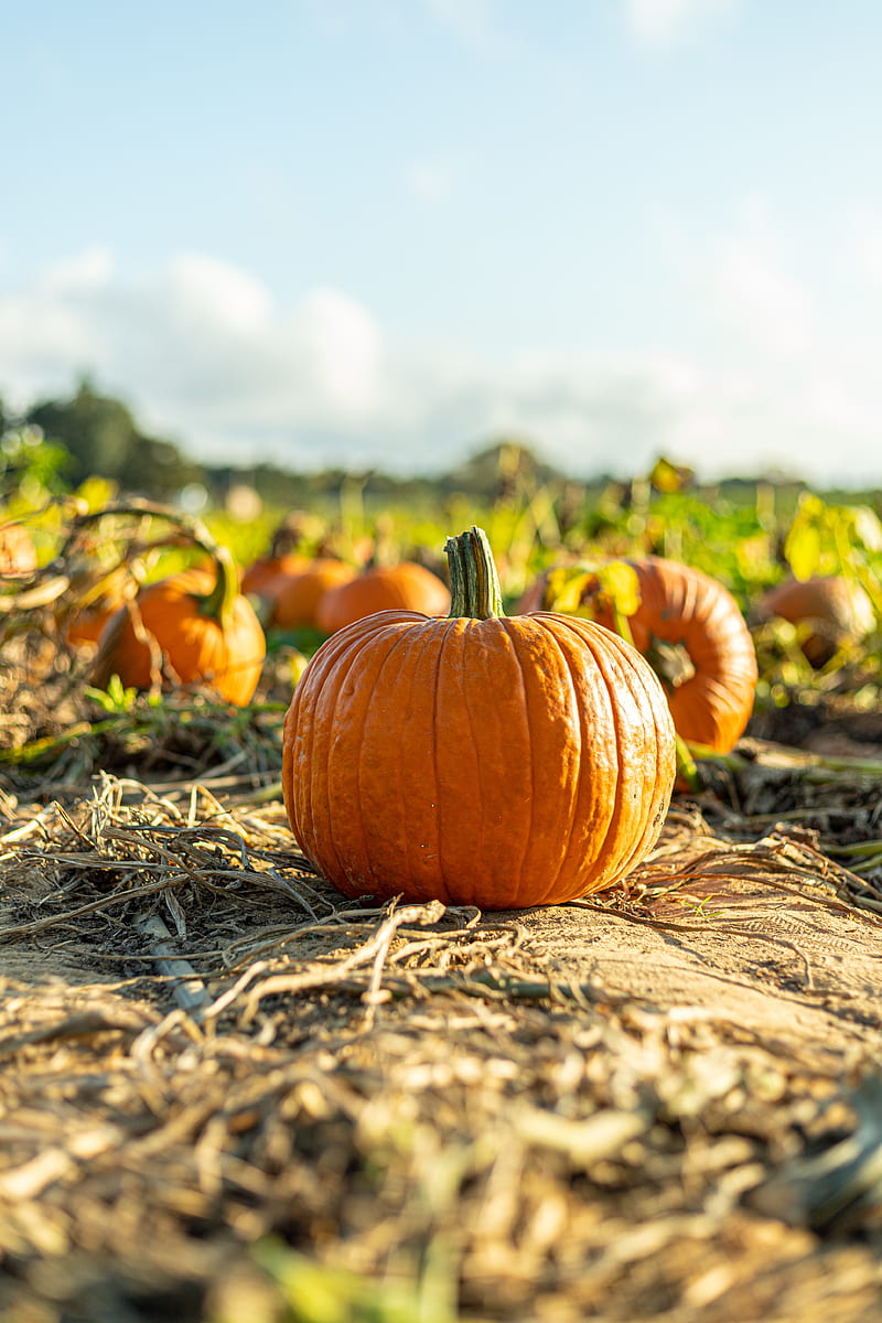 pumpkin, vegetable, autumn, harvest, HD phone wallpaper