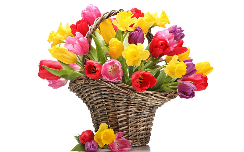 basket with tulips, colorful tulips, beautiful flowers, tulips on a white background, basket with flowers, tulips, background for a greeting card with tulips, HD wallpaper