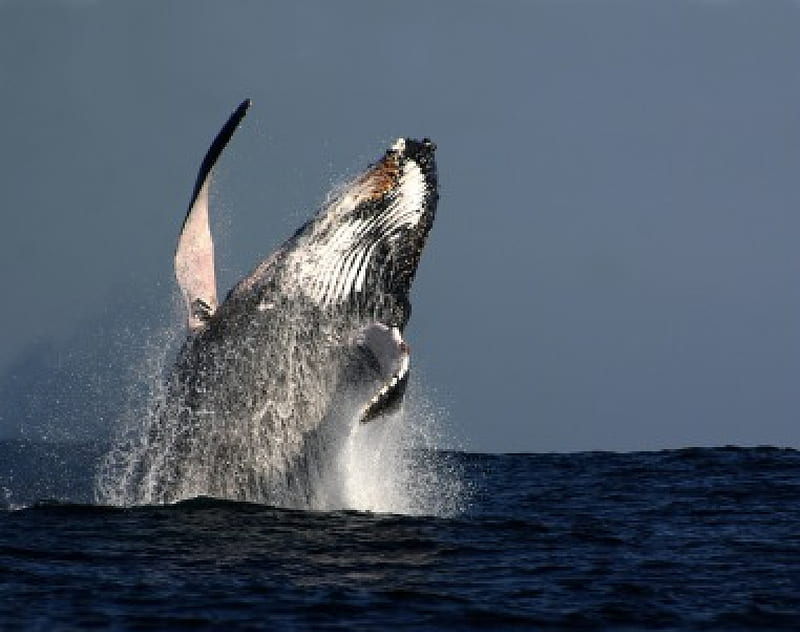 Baleen whale, amazing, underwater life, whale, ocean, HD wallpaper