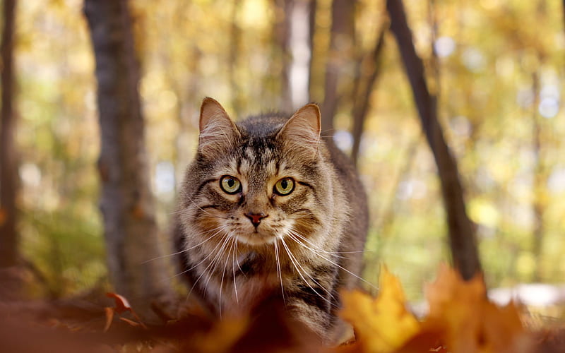 Maine Coon, autumn, cat, cute animals, HD wallpaper