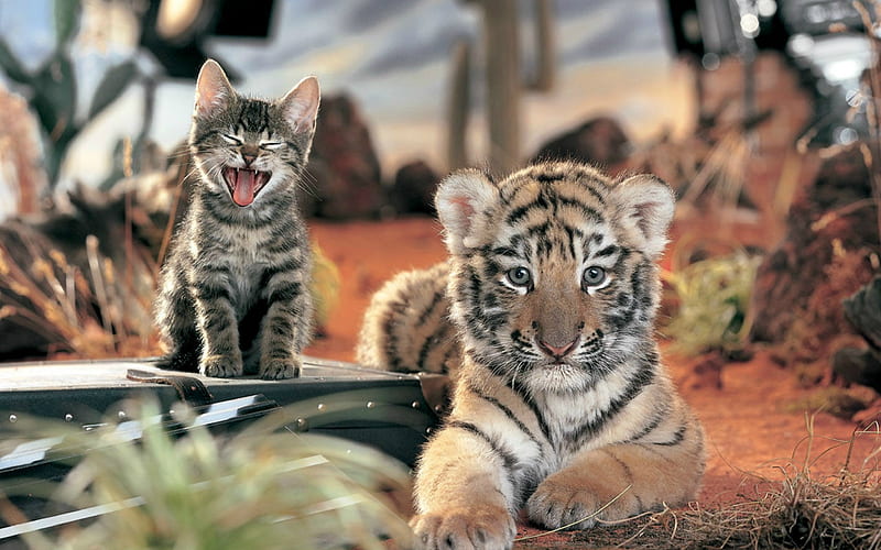 Tiger Cat, tiger, cat, animals, HD wallpaper