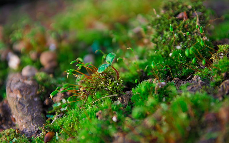 plants moss close-up-Plant Macro, HD wallpaper