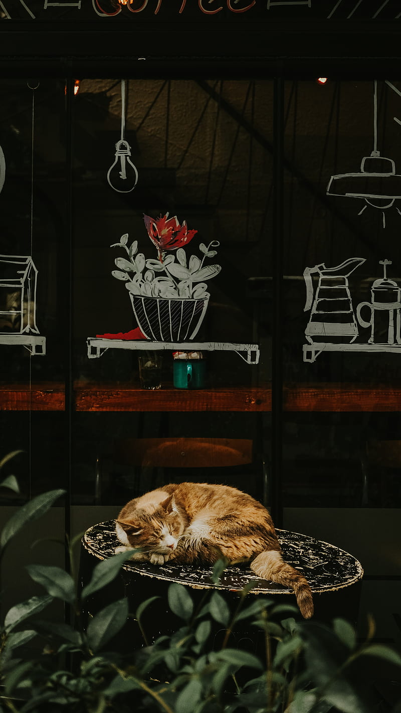 cat, red, sleeping, chair, showcase, flower, HD phone wallpaper